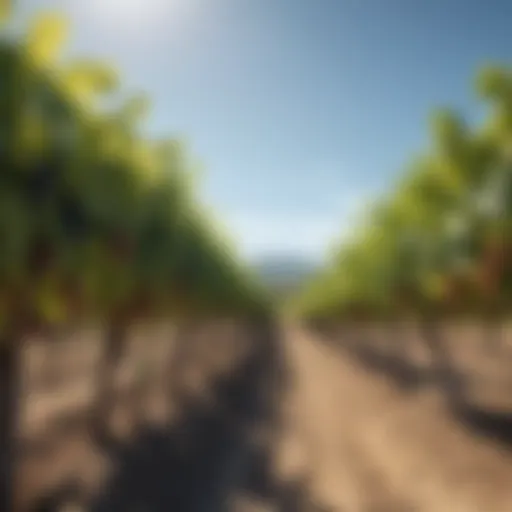 Vineyards under a clear blue sky showcasing grape clusters ready for harvest