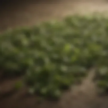 The Source of Calm: Tea Leaves Tea leaves rich in L-theanine