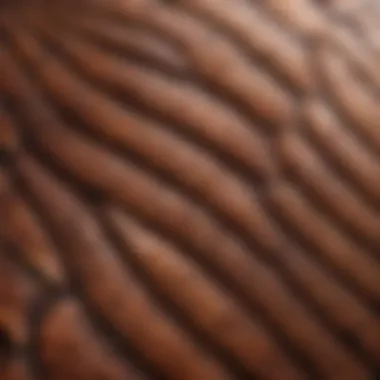 Intricate Textures of Reptilian Scales Close-up of reptilian scales highlighting their texture
