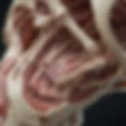 Anatomical diagram showcasing different types of fractures