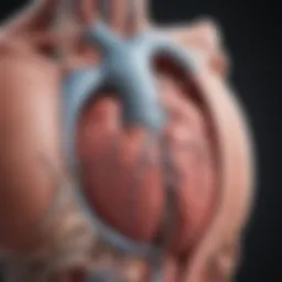 Anatomical illustration of the left atrial appendage