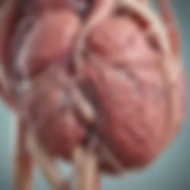Illustration depicting common pathologies related to the LAA