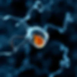 Diagram illustrating the role of acetylcholine in neurotransmission