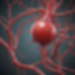 Diagram illustrating nitric oxide's role in blood vessel dilation