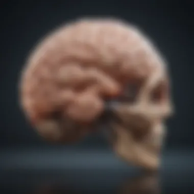 Brain Areas and Dyslexia Illustration of brain areas involved in reading and dyslexia