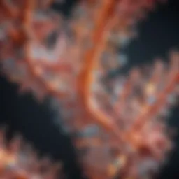 Representation of SMN protein structure