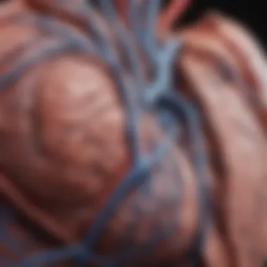 Anatomical Connections of the Ventricular Vein Anatomical diagram depicting the ventricular vein and its connections