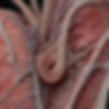 Variations in Ventricular Vein Structure Visual representation of variations in the ventricular vein structure