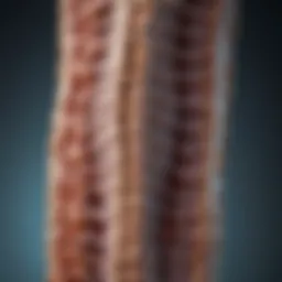 Illustration of the spinal cord affected by transverse myelitis