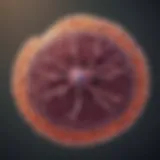 A cellular illustration depicting the characteristics of small cell lung cancer.