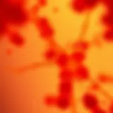 Microscopic View of Staphylococcus aureus Detailed overview of Staphylococcus aureus bacteria under microscope