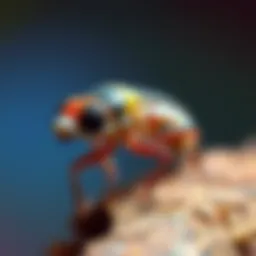 Tri Versicolor: An In-Depth Examination of a Unique Species Introduction