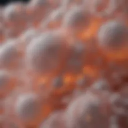 Microscopic view of adipose tissue architecture