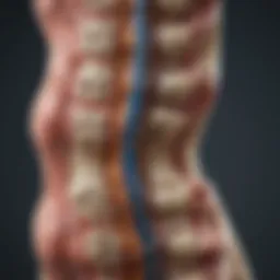 Illustration showcasing the anatomy of the spine affected by axial arthritis