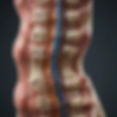 Anatomy of Spine in Axial Arthritis Illustration showcasing the anatomy of the spine affected by axial arthritis