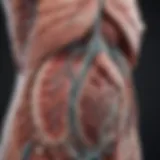 Anatomical depiction of biliary system highlighting malignancies
