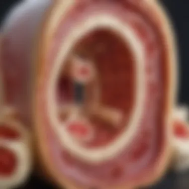 Healthy Bone Marrow Structure Illustration depicting the structure of healthy bone marrow