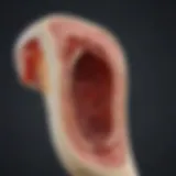 Illustration of the bone marrow structure highlighting its anatomical features