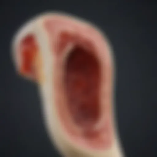 Illustration of the bone marrow structure highlighting its anatomical features