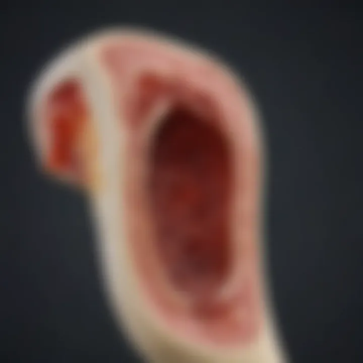 Illustration of the bone marrow structure highlighting its anatomical features