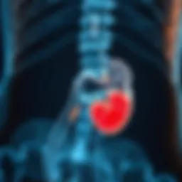 Anatomical diagram of the prostate gland highlighting normal size