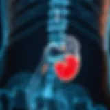 Prostate Gland Anatomy Anatomical diagram of the prostate gland highlighting normal size