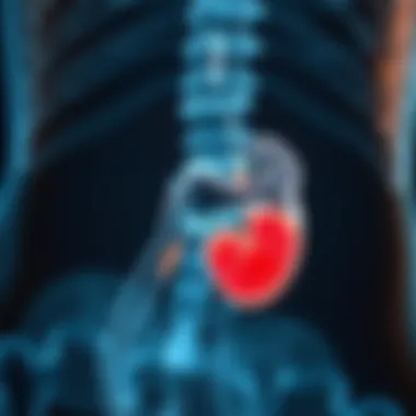 Prostate Gland Anatomy Anatomical diagram of the prostate gland highlighting normal size