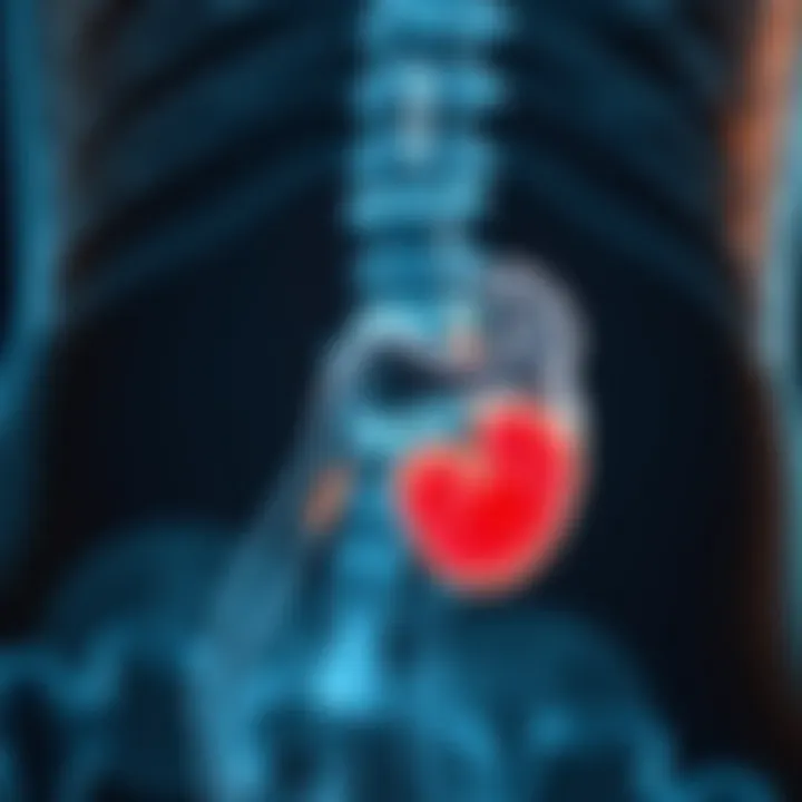 Prostate Gland Anatomy Anatomical diagram of the prostate gland highlighting normal size