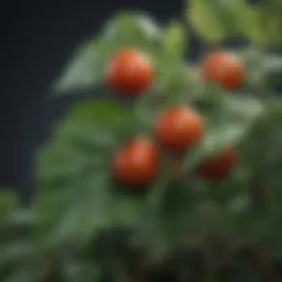 Close-up of tomato leaves affected by early blight, showcasing characteristic lesions.