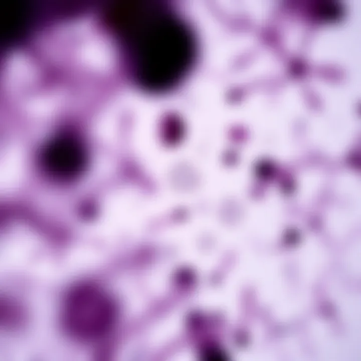 Microscopic View of C. difficile Illustration of gram-positive Clostridium difficile under a microscope