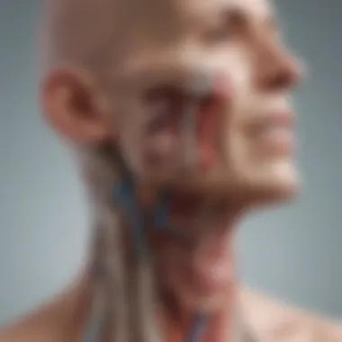 Diagram illustrating the anatomy of the head and neck regions affected by cancer.