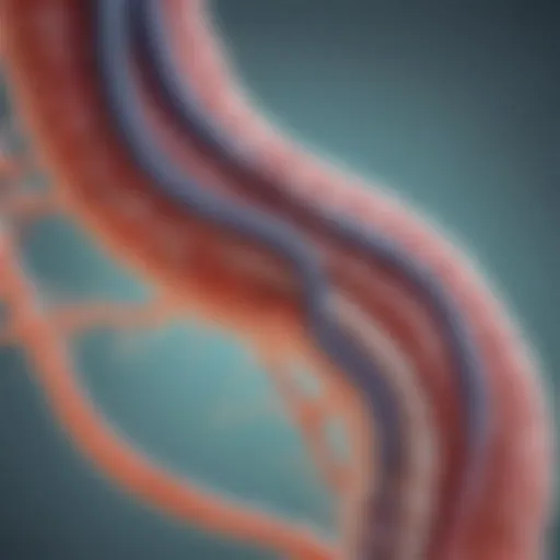 Illustration depicting the gastrointestinal tract affected by H. pylori