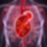 Illustration of liver anatomy highlighting effects of Hepatitis C