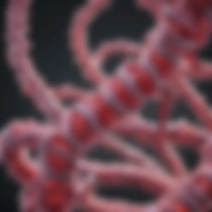 Graphical representation of immunoglobulin lambda structure