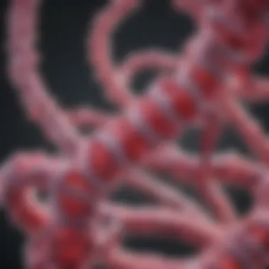 Structure of Immunoglobulin Lambda Graphical representation of immunoglobulin lambda structure