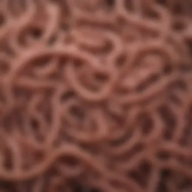Illustration depicting various types of intestinal worms and their characteristics