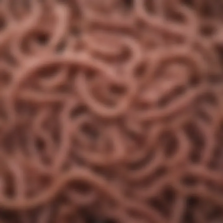 Illustration depicting various types of intestinal worms and their characteristics
