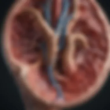Anatomical Structure of the Kidney Detailed anatomical structure of the kidney illustrating its components