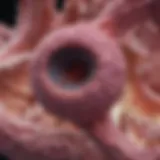 Visual representation of pancreatic ductal adenocarcinoma pathology