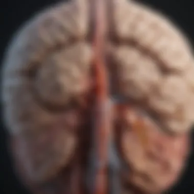 Illustration of the brain highlighting areas affected by Parkinson disease