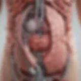 Illustration depicting the complex mechanisms behind urinary tract infections