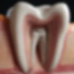 Cross-section of a tooth highlighting the pulp chamber