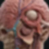 Anatomical diagram of the basal ganglia