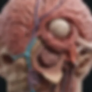 Anatomical diagram of the basal ganglia