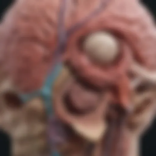 Anatomical diagram of the basal ganglia
