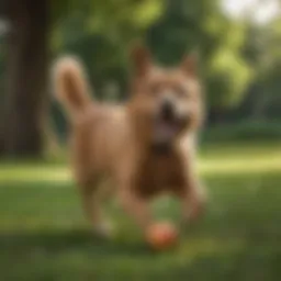 A dog playing fetch in a green park