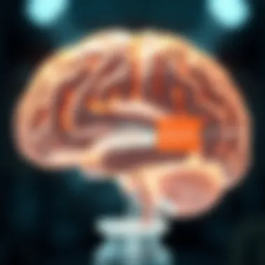 Functions of the Brain Barrier Diagram showcasing the functions of the brain barrier