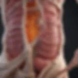 Anatomy of the pancreas showing its relation to the spine