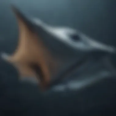 Anatomical Features of Manta Ray An educational diagram highlighting the anatomical features of a manta ray