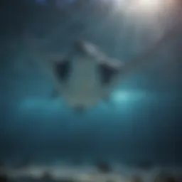 A close-up view of a manta ray gliding through the ocean